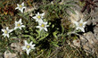 Pied d'Edelweiss - Parc de la Vanoise