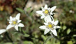 3 Edelweiss 3 Edelweiss
