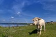A cow in a meadow