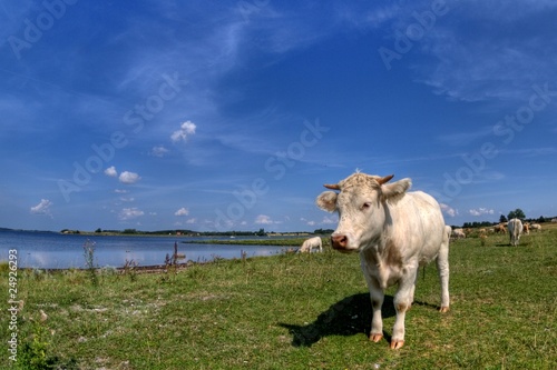 Photo: A cow in a meadow A cow in a meadow