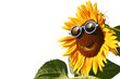Sunflower with sunglasses, isolated Sunflower with sunglasses, isolated