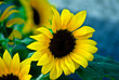 Sonnenblume