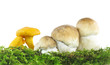 Speisepilze: Steinpilze und Pfifferlinge
