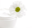 Creme und Blüte