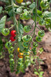 Organically grown cherry tomatoes Organically grown cherry tomatoes