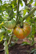Organically grown tomatoes