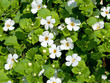 Schneeflockenblume