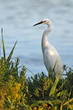 aigrette