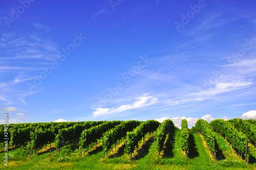 Foto: Weinberg Weinberg