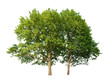 Two oak trees