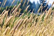 Grain Reaching for the Sky Grain Reaching for the Sky