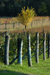 Vigneti