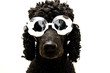 Hund