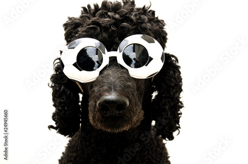 Foto: Hund Hund