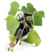 Bottle of wine in the vine on a white background