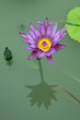 Nénuphar