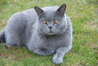 Kartäuserkatze