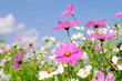 Cosmea