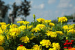 Yellow marigolds Yellow marigolds