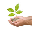 Palms with a tree growng from pile of coins