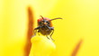 Video: Lilioceris lilii takes off from a flower. Lilioceris lilii takes off from a flower.