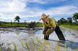 asian rice farmer