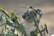 Foto: Two Koalas In a Tree Two Koalas In a Tree