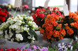 begonias begonias