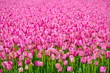 Tulpenfeld
