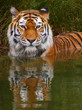 Portrait of a Siberian Tiger Portrait of a Siberian Tiger