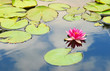 Seerose