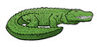 Alligator Illustration Alligator Illustration