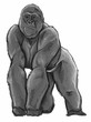 Silverback Gorilla Illustration Silverback Gorilla Illustration