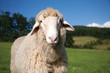 Sheep Sheep