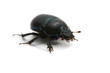 bug