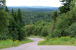 Trees and winding road
