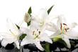 madonna lily with spa stone on pebble