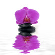 beautiful orchid and stone with water reflection beautiful orchid and stone with water reflection
