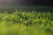 Grass