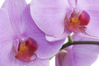 orchid orchid