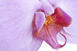 orchid orchid