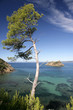 PIN, PLAGE DE LA PALUD,  ROCHER DU RASCAS, PORT-CROS,