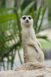 meerkat