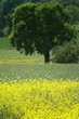 farm