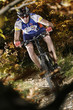 downhill herbst blätterwald