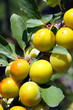 Mirabelles sur l'arbre Mirabelles sur l'arbre