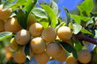 Prunier et ses fruits Prunier et ses fruits