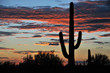 Photo: Cactus au coucher de soleil Cactus au coucher de soleil