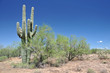 Photo: Cactus Cactus