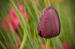 Tulpe Postakarte Wassertropfen
